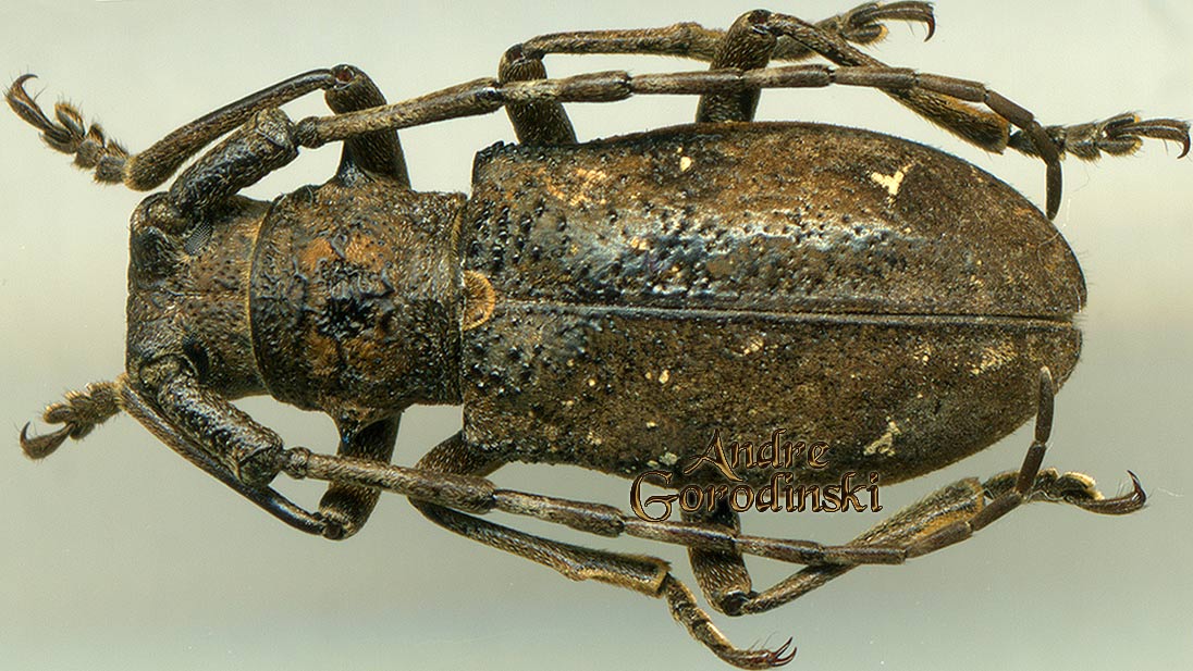 http://www.gorodinski.ru/cerambyx/Lamiodorcadion annulipes.jpg